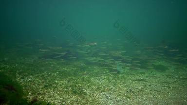 群海鱼黑色的海大型沙子胡瓜鱼阿瑟琳娜pontica